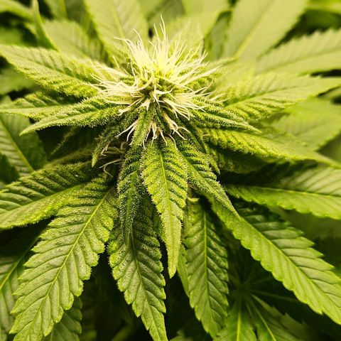 White Diesel growlog timeline photo