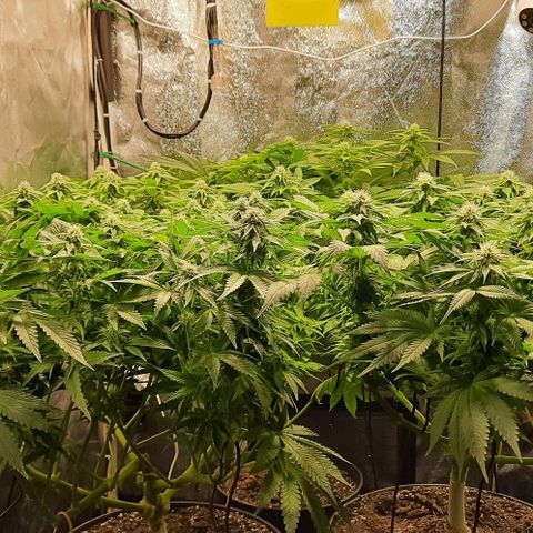 White Diesel growlog timeline photo