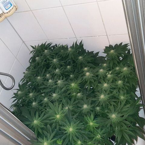 White Diesel growlog timeline photo