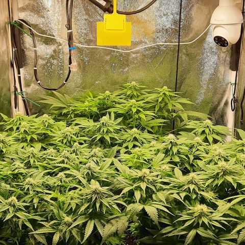White Diesel growlog timeline photo