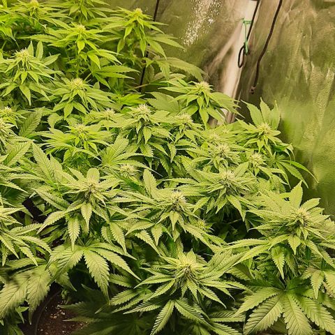 White Diesel growlog timeline photo