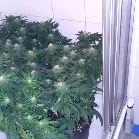 Banana Kush growlog timeline photo