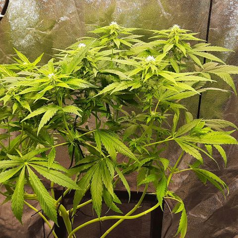 Banana Kush growlog timeline photo