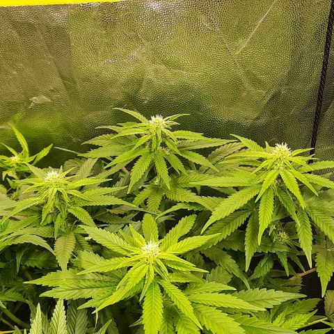 Banana Kush growlog timeline photo