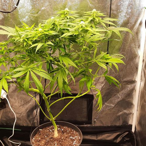 Banana Kush growlog timeline photo