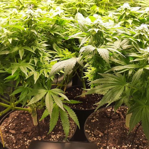 White Diesel growlog timeline photo