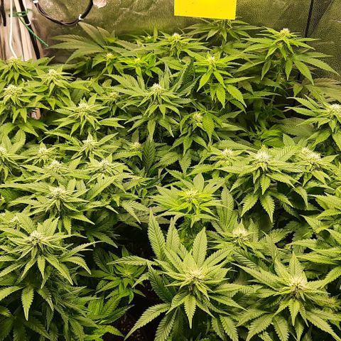 White Diesel growlog timeline photo