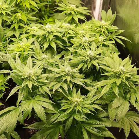 White Diesel growlog timeline photo