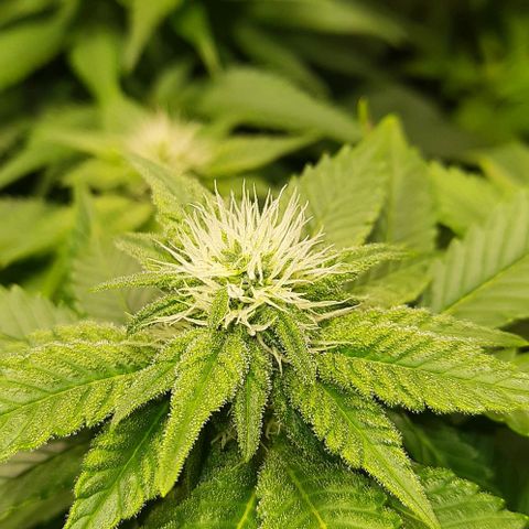 White Diesel growlog timeline photo