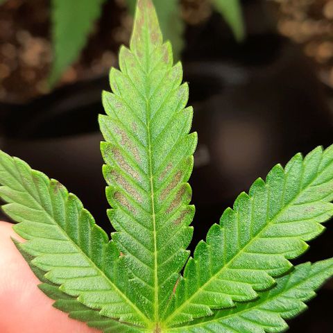 White Diesel growlog timeline photo