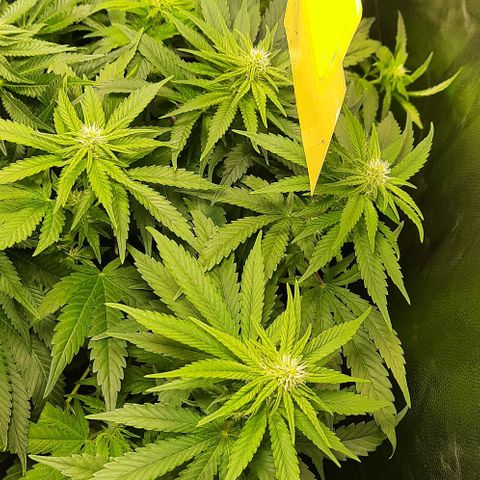 Banana Kush growlog timeline photo