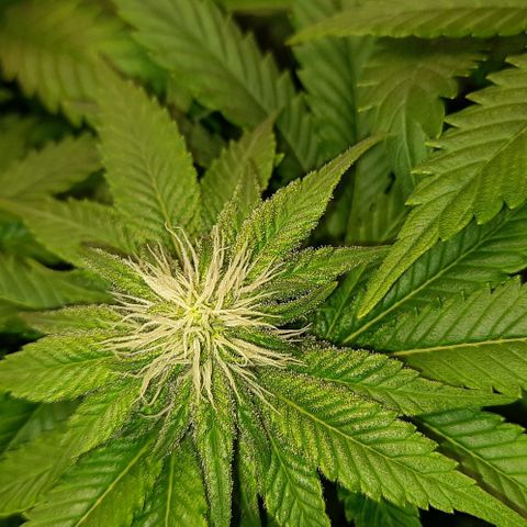 White Diesel growlog timeline photo
