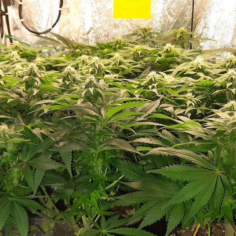 White Diesel growlog timeline photo