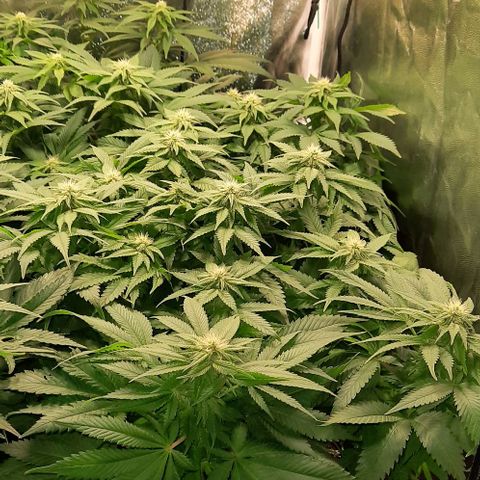 White Diesel growlog timeline photo