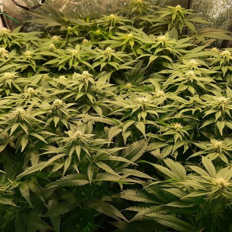 Banana Kush growlog timeline photo