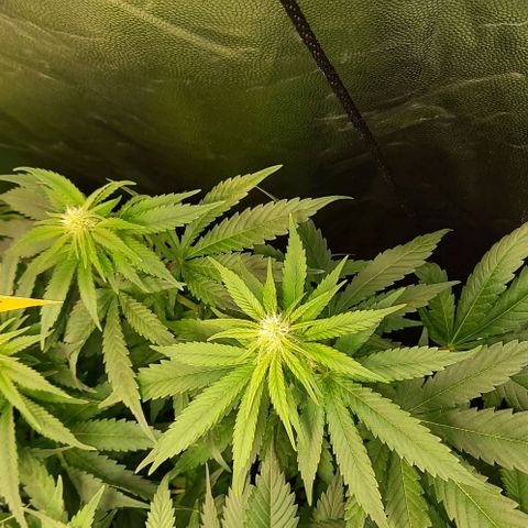 Banana Kush growlog timeline photo