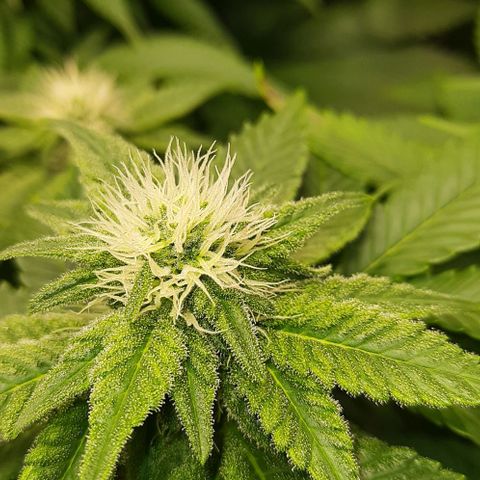 White Diesel growlog timeline photo