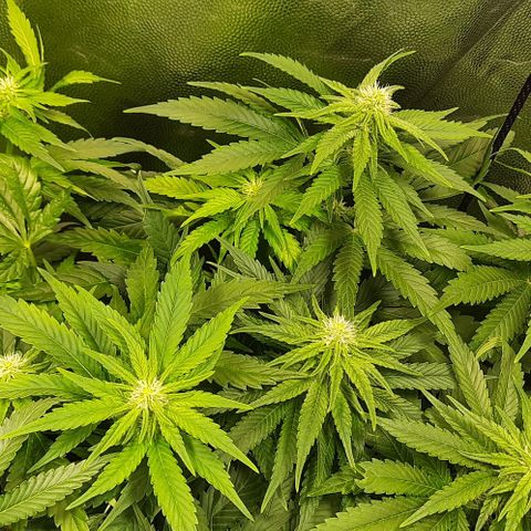 Banana Kush growlog timeline photo