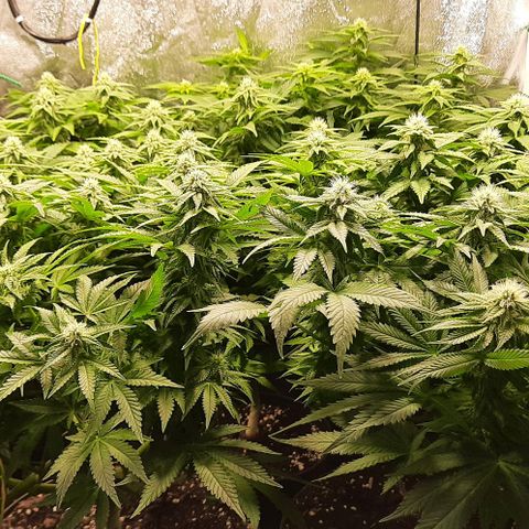 White Diesel growlog timeline photo