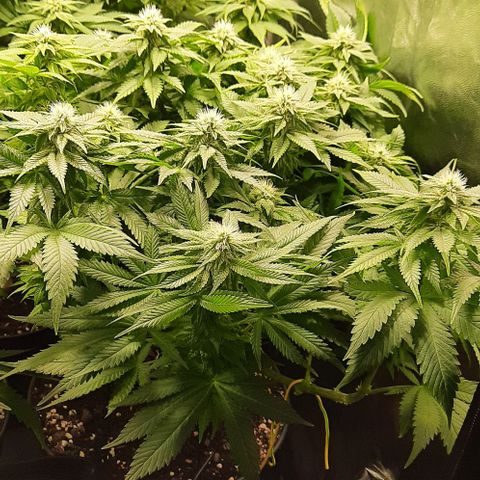 White Diesel growlog timeline photo