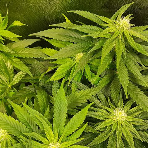 Banana Kush growlog timeline photo