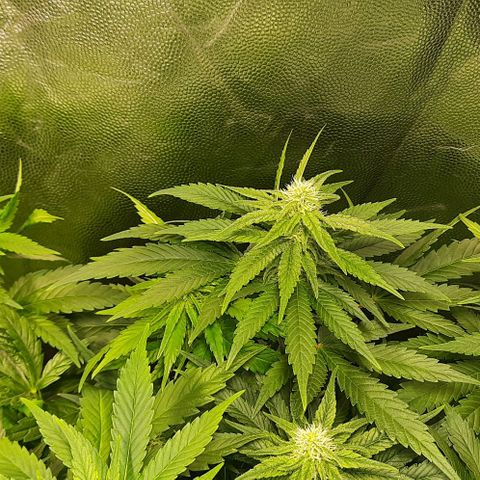 Banana Kush growlog timeline photo