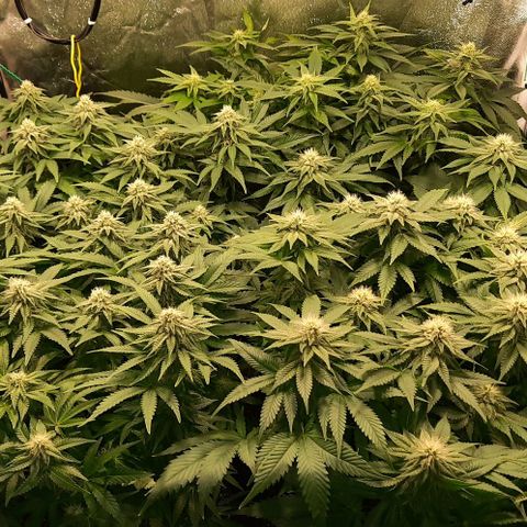White Diesel growlog timeline photo