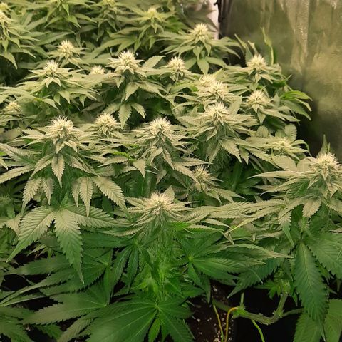 White Diesel growlog timeline photo