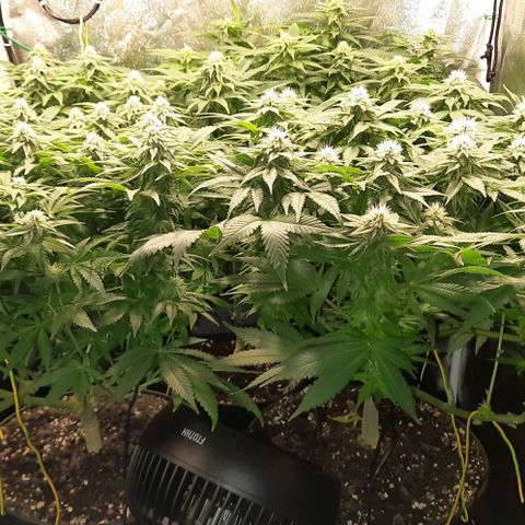 White Diesel growlog timeline photo