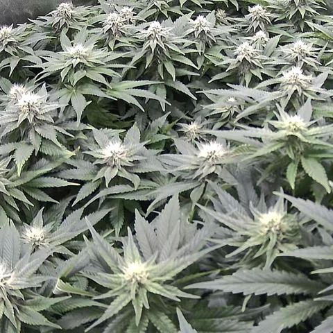 White Diesel growlog timeline photo
