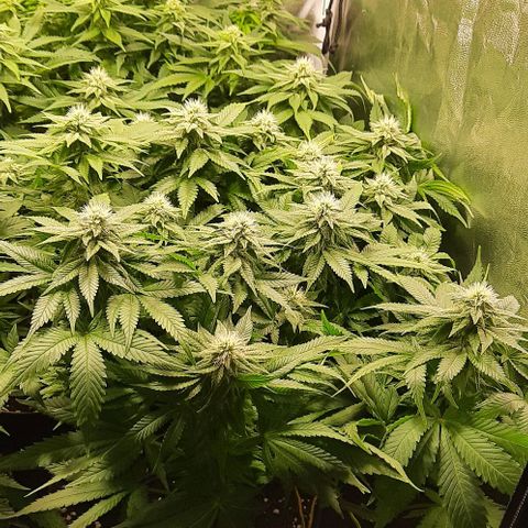 White Diesel growlog timeline photo