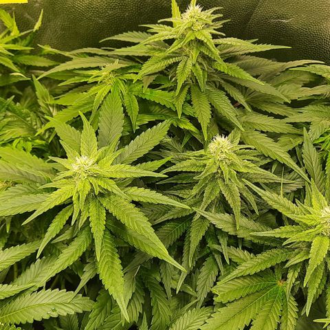 Banana Kush growlog timeline photo
