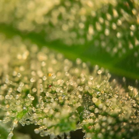 White Diesel growlog timeline photo