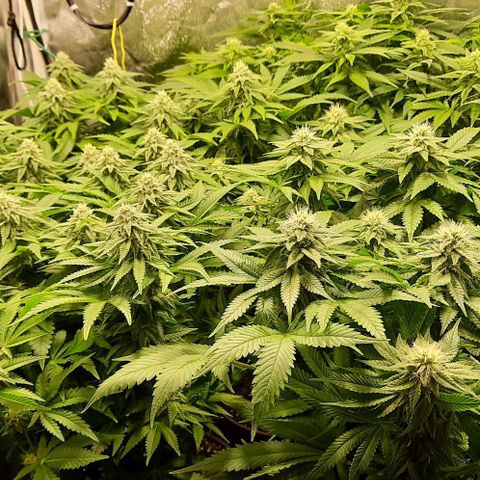 White Diesel growlog timeline photo