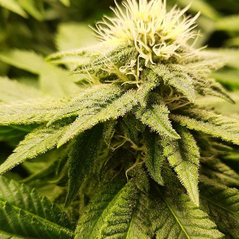 White Diesel growlog timeline photo