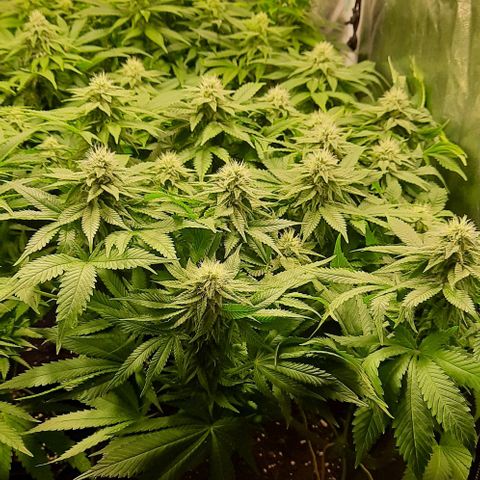 White Diesel growlog timeline photo
