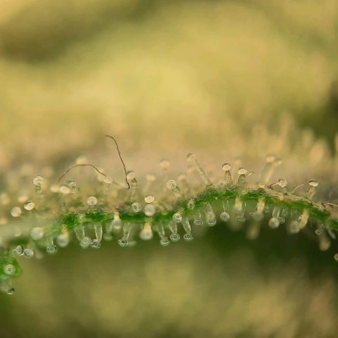 White Diesel growlog timeline photo