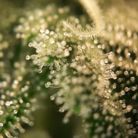 White Diesel growlog timeline photo