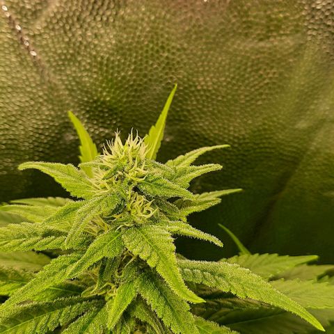 Banana Kush growlog timeline photo