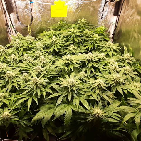 Banana Kush growlog timeline photo