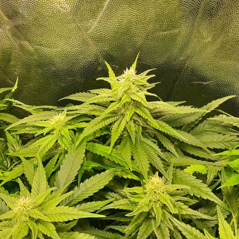 Banana Kush growlog timeline photo