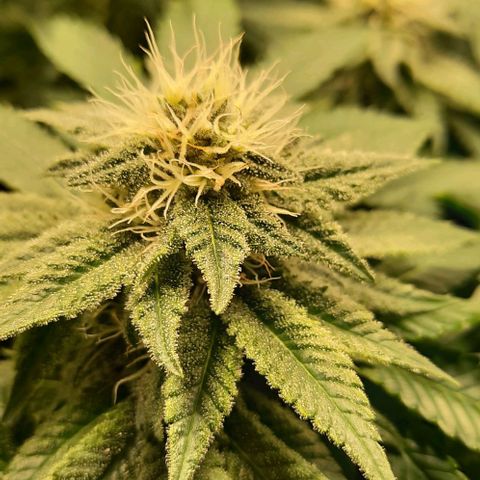 White Diesel growlog timeline photo
