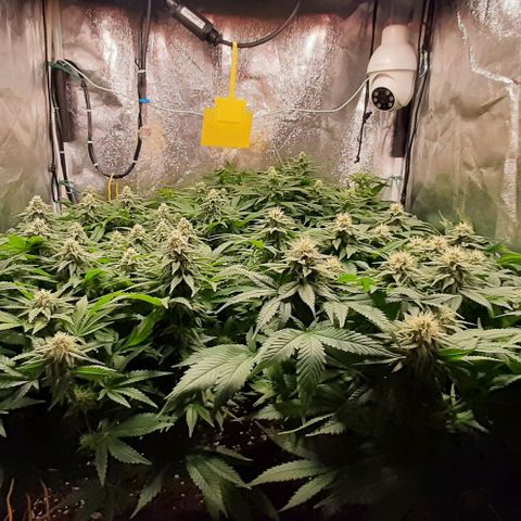 White Diesel growlog timeline photo