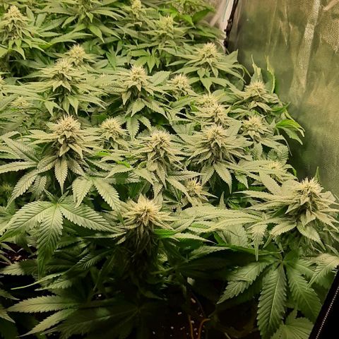White Diesel growlog timeline photo