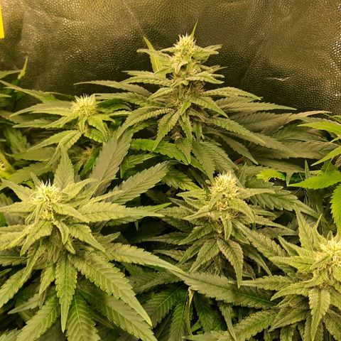 Banana Kush growlog timeline photo