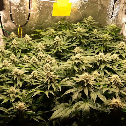 Banana Kush growlog timeline photo