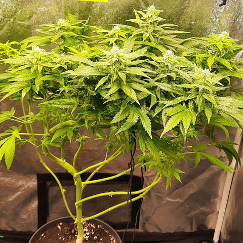 Banana Kush growlog timeline photo