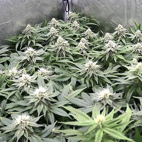 Banana Kush growlog timeline photo