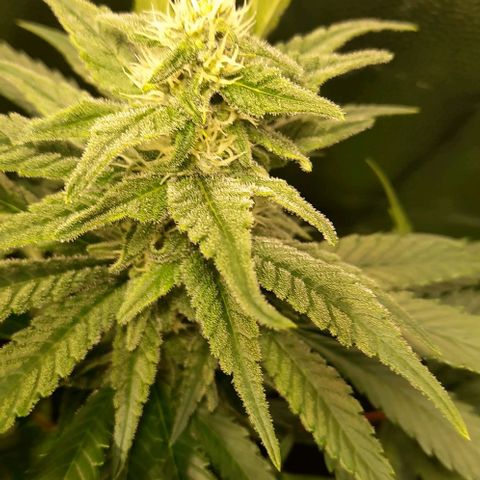 Banana Kush growlog timeline photo