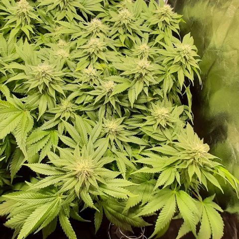 White Diesel growlog timeline photo